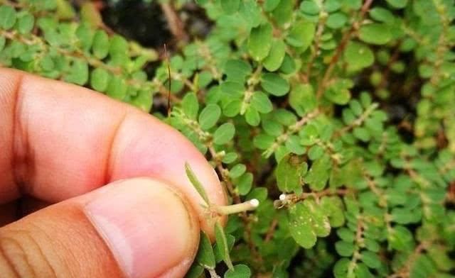 农村野草流“白浆”，却是天然的“止血草”，采回家赚了