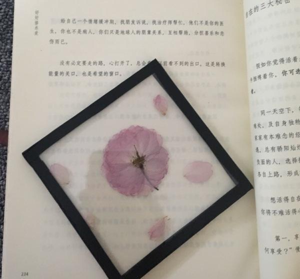 盆景，将缩小版的山水风景区收入在你的家中，体会传统的文化气息