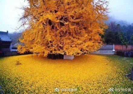 西安千年银杏古树火爆外网