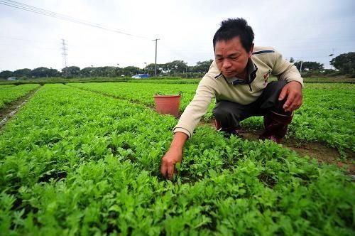  不少：亩产3000斤，一年采收3次，一斤8元，为何农民却说不赚钱