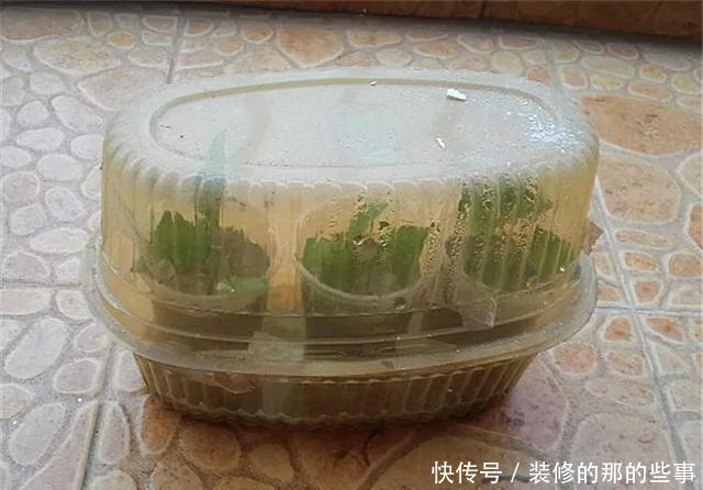  『执着的花盲』养花技巧：这5种花现在扦插，下个月就开花，千万别错过时机！