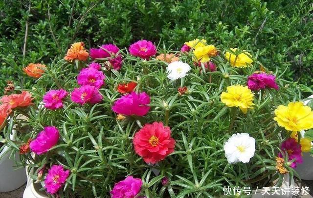  枝条@太阳花怎么扦插？教你“1招”，7天生根，10天开花，秋季扦插刚好