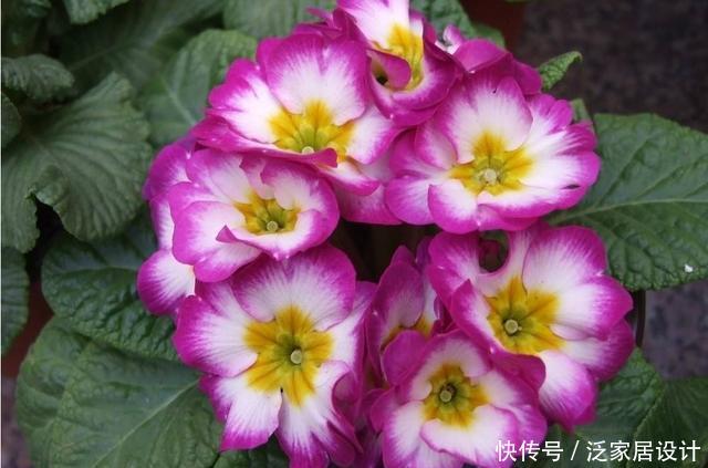 【艳丽】养花就养盆好养的,开花艳丽招人喜欢,爆盆非常简单,适合新手养