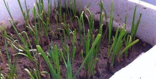  『割完』阳台盆栽韭菜该如何管理？用上2个小技巧，绿叶割完一茬又一茬