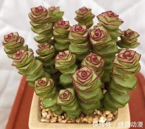 『养护』多肉“钱串子”,用这3个小妙招,一个“铜钱”也不掉