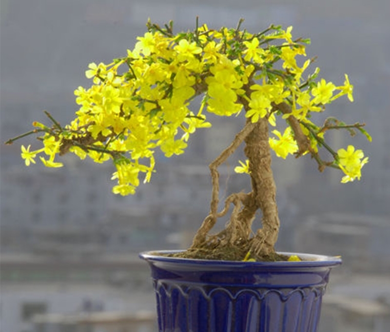 八种开花香气扑鼻的花卉，建议有庭院的朋友定要种上，芳香怡人啊