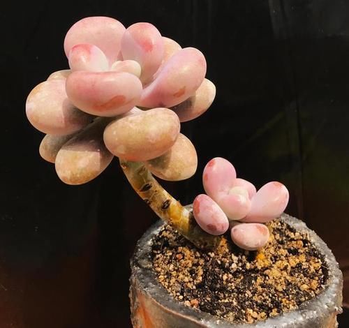  【多肉植物】萌宠多肉绿植，给你每天好心情