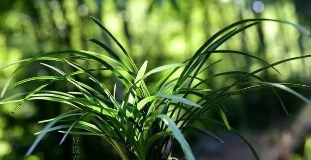  『能服』种植的兰花,多久能服盆?怎么施肥?