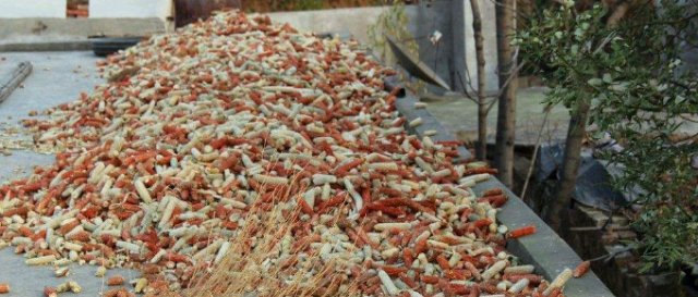  #烧火#农村人用来烧火的玉米芯，如今有人高价收购，为何价值如