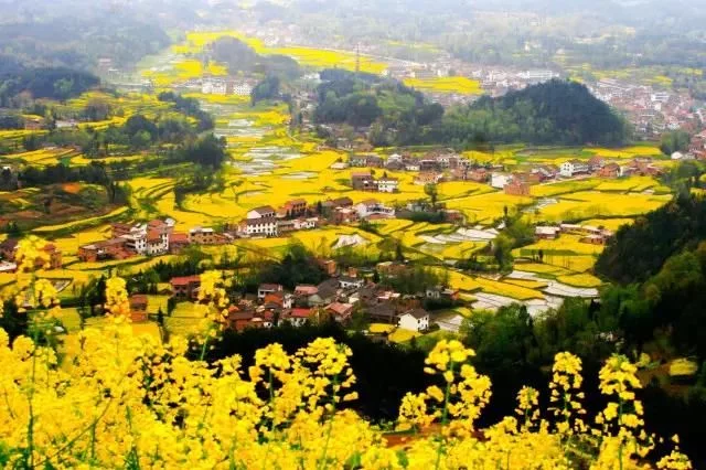 中国最美的油菜花海,油菜花逐渐“染黄”了神州大地