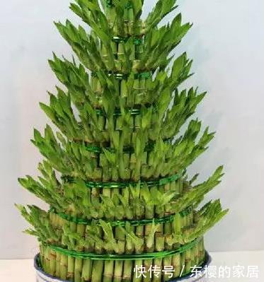 家里■这3种花最适合放在客厅,好看又好养,懂花人都喜欢
