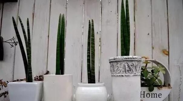 【棒叶】棒叶虎尾兰的养殖方法和注意事项