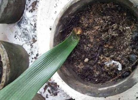  花钱买@这种“天价”植物，不用花钱买，仅用“一片叶”，能养出好几盆！