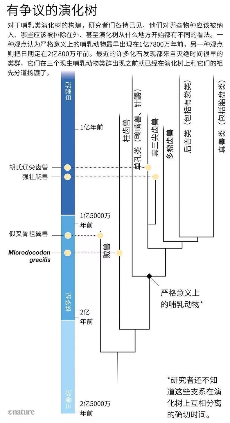  #爆炸#才不是恐龙的配角呢！早期哺乳类的「演化大爆炸」