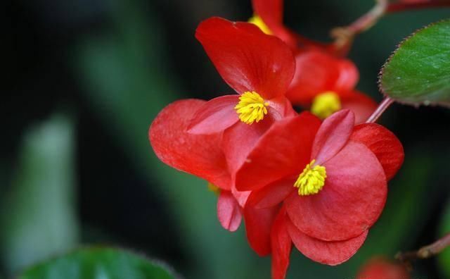  「病虫害」四季海棠怎么养？教你5个方法，一年四季都开花，小巧玲珑花色艳
