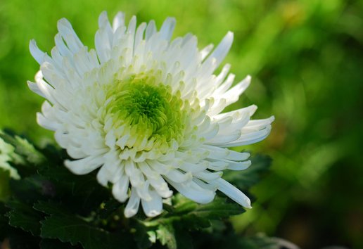  『花草』这些花草最好养，耐寒耐热易开花，打理简单开花漂亮