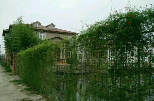  「适合」5种藤蔓植物，每一种都适合在阳台养，挂起来像瀑布一样，有气势