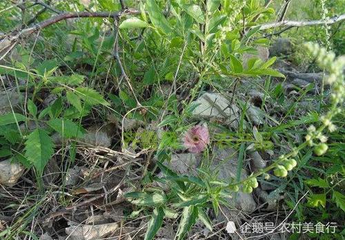 这野草的果实像珍珠，如今可遇不可求，价值十分珍贵，见到请珍惜