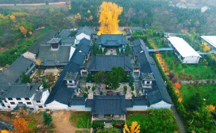 千年银杏走红海外社交媒体，网上预约方可参观