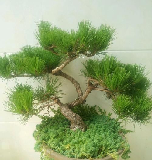  营养@盆景花盆表面铺的苔藓为什么总是黄黄的？淘米水养苔藓有妙用