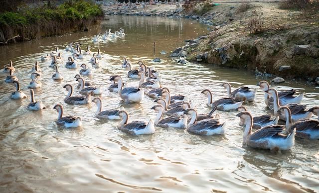  [还要]今年养鹅赚钱了吗？大家还要从事养殖吗？