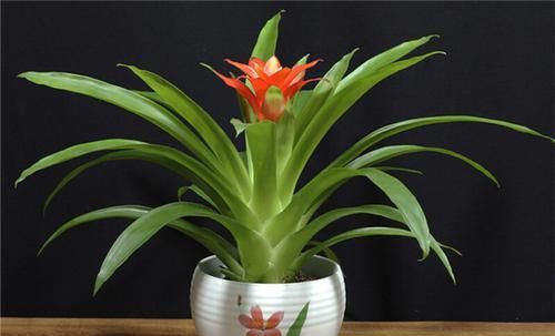  「植物」新居养这些植物，吸收甲醛净化空气，还可观赏