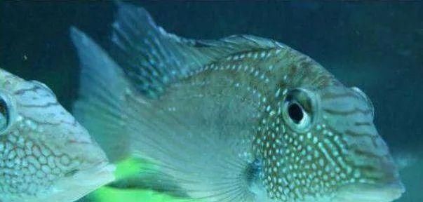  #水族市场上#美洲慈鲷之美，您细品