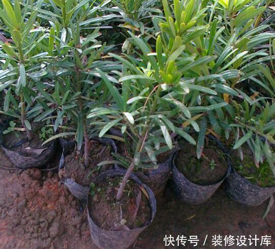 轻松■捡回“2种”小种子,扔花盆里,30天长出盆栽,轻松养出名贵绿植