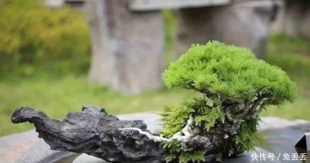 『养花』有个小院子,喝茶养花玩石头