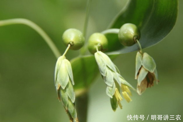  装饰品：乡下一种不起眼的植物，以前烂地里没人要，如今26元1斤