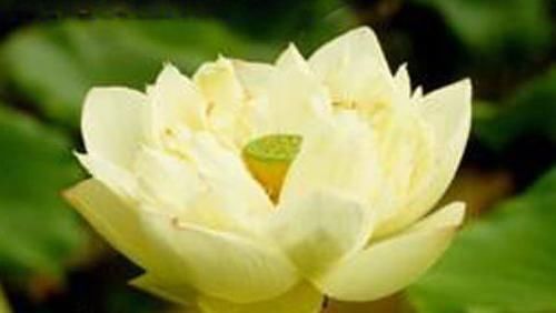  玫瑰■喜欢玫瑰，不如养盆“优良荷花”翠云，花姿卓越，开花爆盆好养活