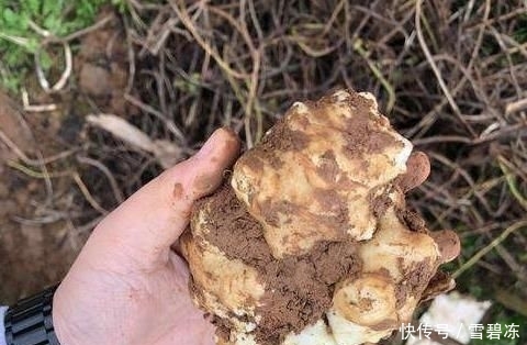 【作物】埋了就能活,亩产5千斤,价格也不错,却没几人愿意种