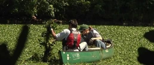 『高价』这种食物长错了地方,在中国需要花高价购买,美国却要花重金清理
