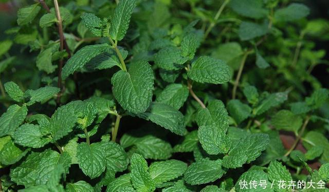 实用|3种花适合养在室内,好养易活不操心,开花爆盆很实用,夏天赏花