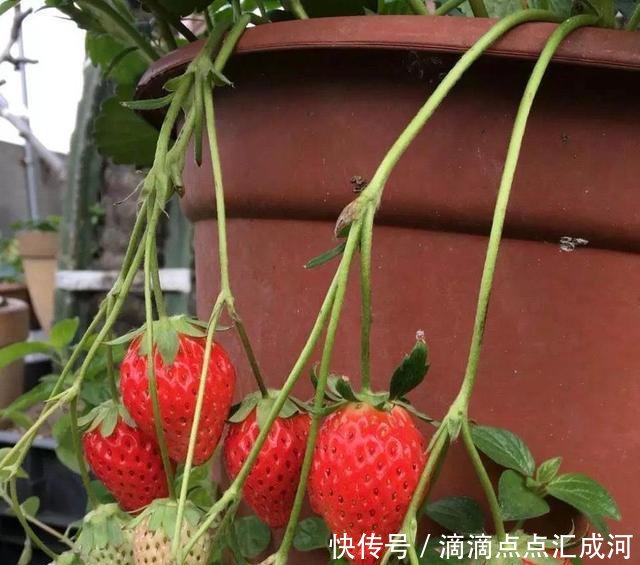 「种植」2种“水果”种阳台,好吃又好看,结果多又甜,一次吃个够