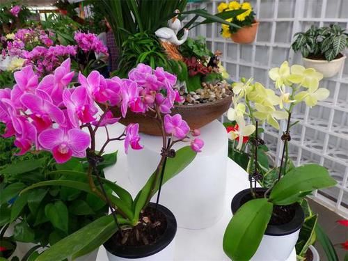  「不住」蝴蝶兰开花，一茬又一茬，刹不住闸，养精蓄锐，明年更爆花