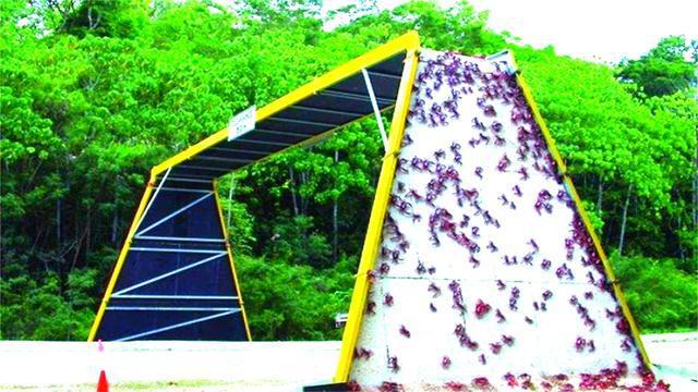 世界“最特别”的大桥,不为人修建,而是为了这4500万只螃蟹