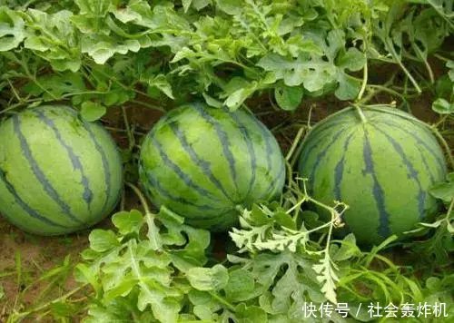 去到沙漠看到西瓜不能摘，有游客不听，刚拿起就后悔了