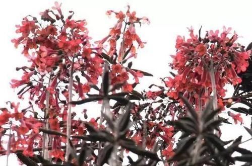  「观叶」6种浅埋土壤就能生长的植物，观花观叶各占一半