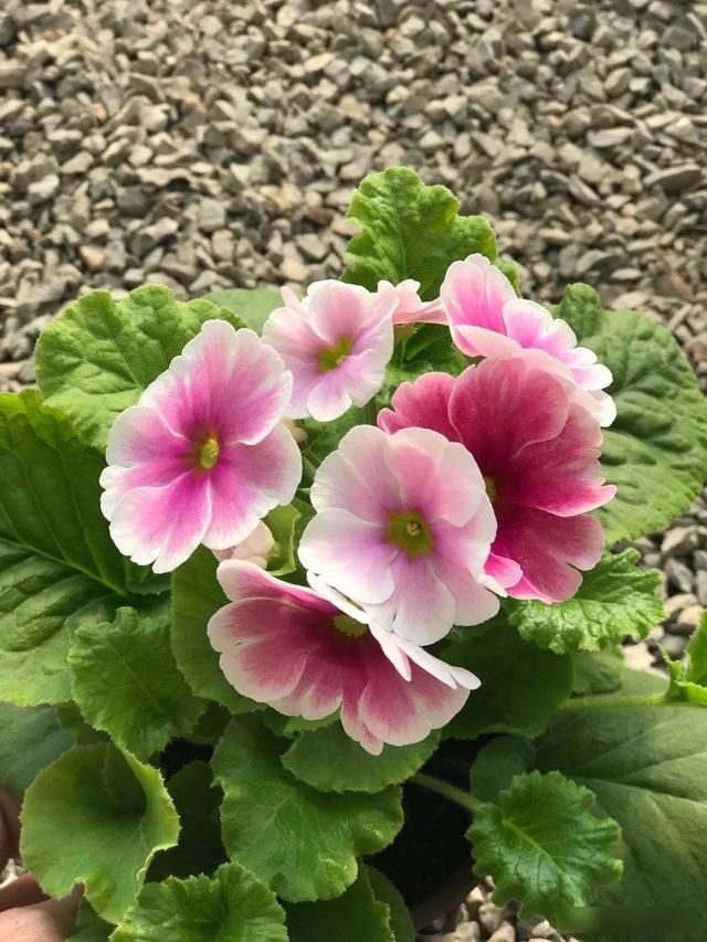  「小阳台」五颜六色的报春花，越剪越长个，晒晒太阳就开花