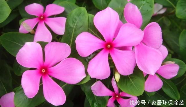  [家养]3种花适合家养，好养易活开花量大，花期长达半年，适合新手养护