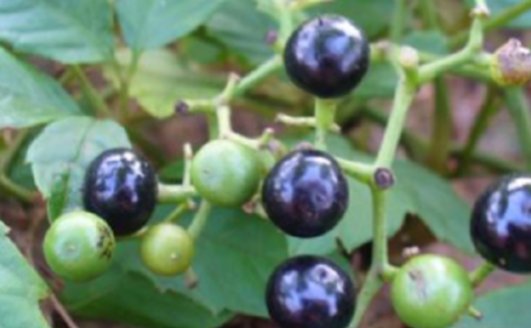  「野果」深山里罕见的“乌蔹莓”过去被农民当杂草，如今却是一