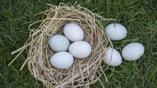  「免疫力」蛋鸭养殖，还是方文养的好，免疫力强产量高