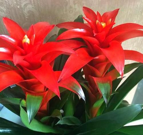  「发福」“鸿运当头”这样养，花叶繁盛，“聚财发福”，不信你还养不好