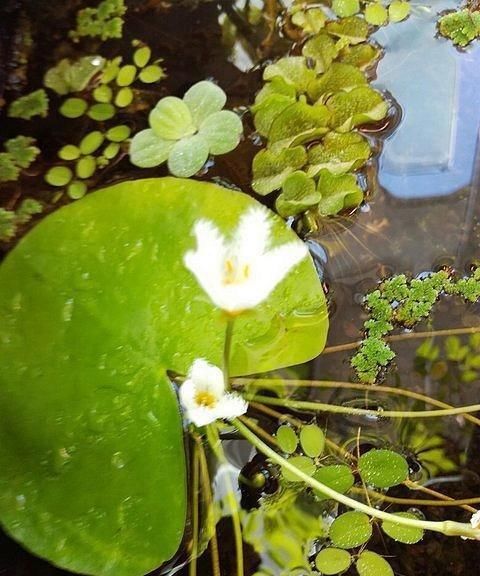  水养@一叶莲是否可以长期一直水养？不见泥土，不施肥呢？