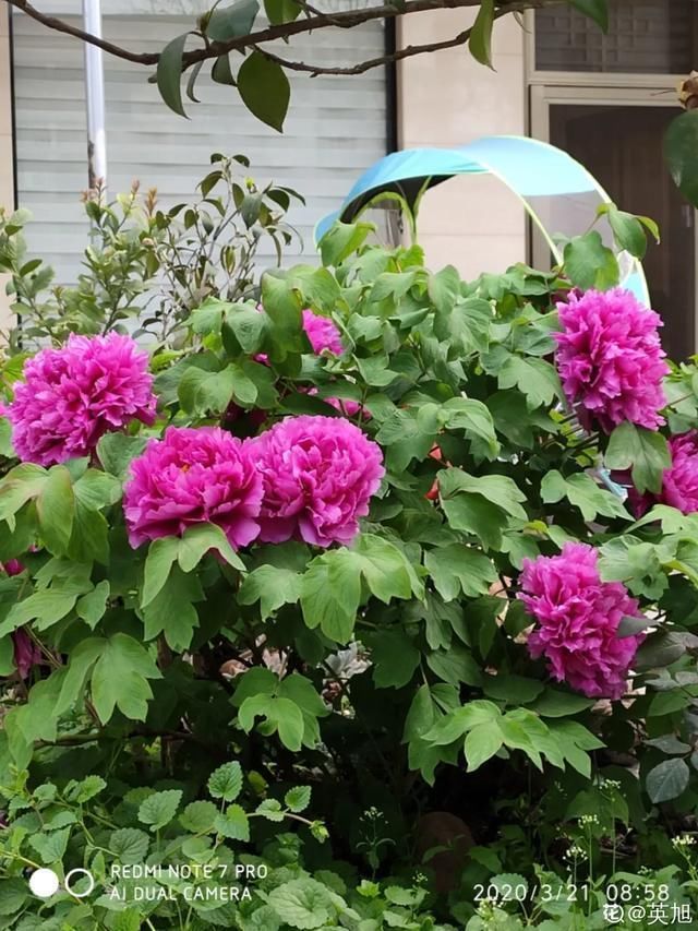  开出漂亮■阳春三月，出门踏青，原来有这么多漂亮花！