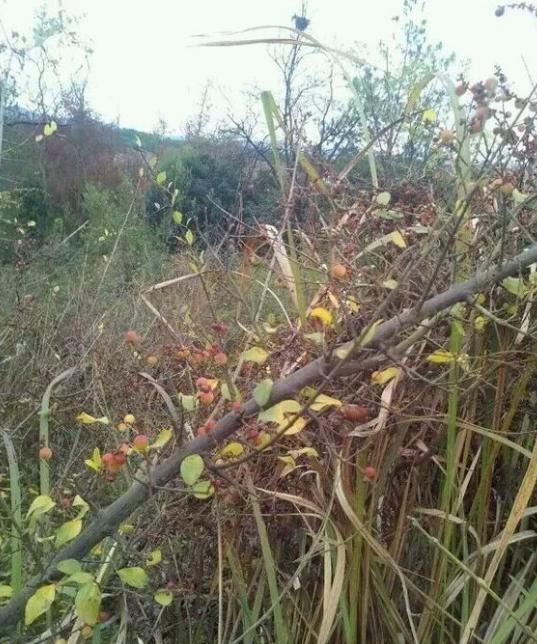  「药用价值」农村一种植物是麻雀筑巢地，药用价值更珍贵，市场3