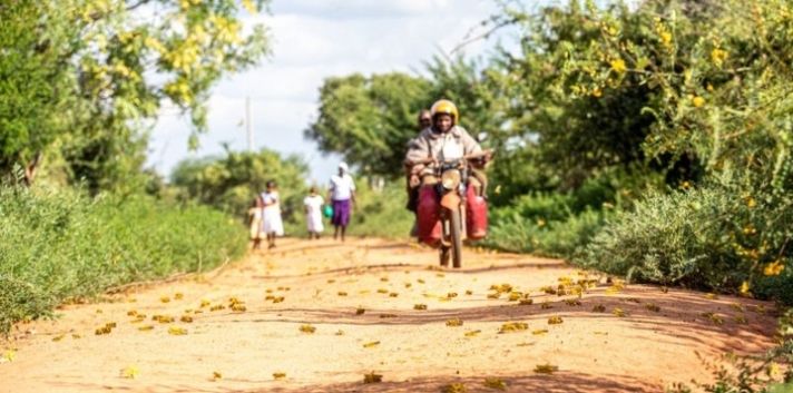  「东非」东非蝗灾到底啥情况? 记者去了趟现场……(附vlog)