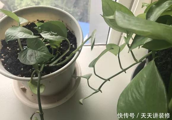  『绿萝』养花技巧：春天赶紧扦插绿萝，扯根枝插3盆，5种方法个个好活！