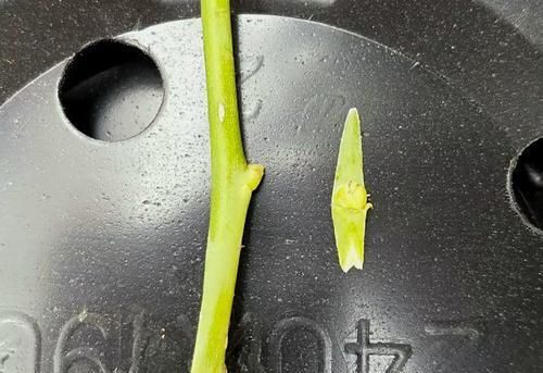  [生活]40岁之前，赚钱养家，40岁之后，种菜养花！